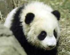 大熊猫爆料奶茶视频下载,揭秘网红奶茶制作过程  第3张